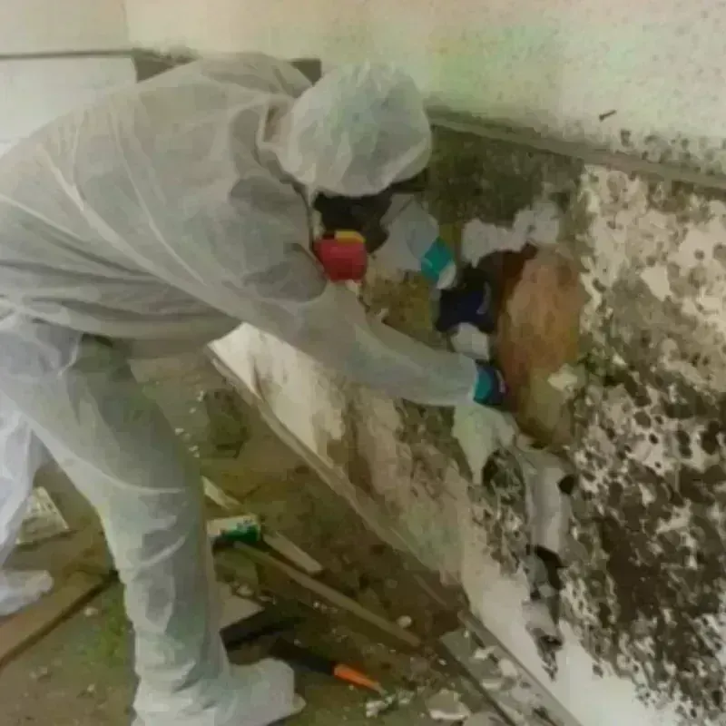 Mold Remediation and Removal in Albany County, NY